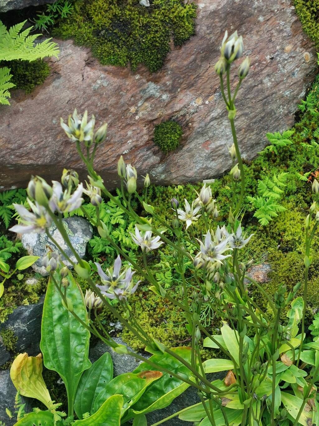 Swertia bifolia habit