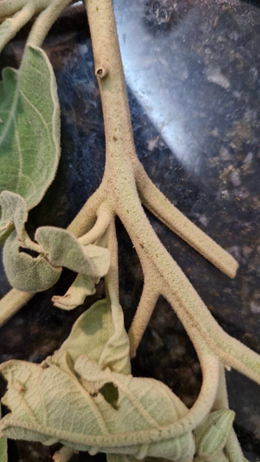 Solanum crinitum bark