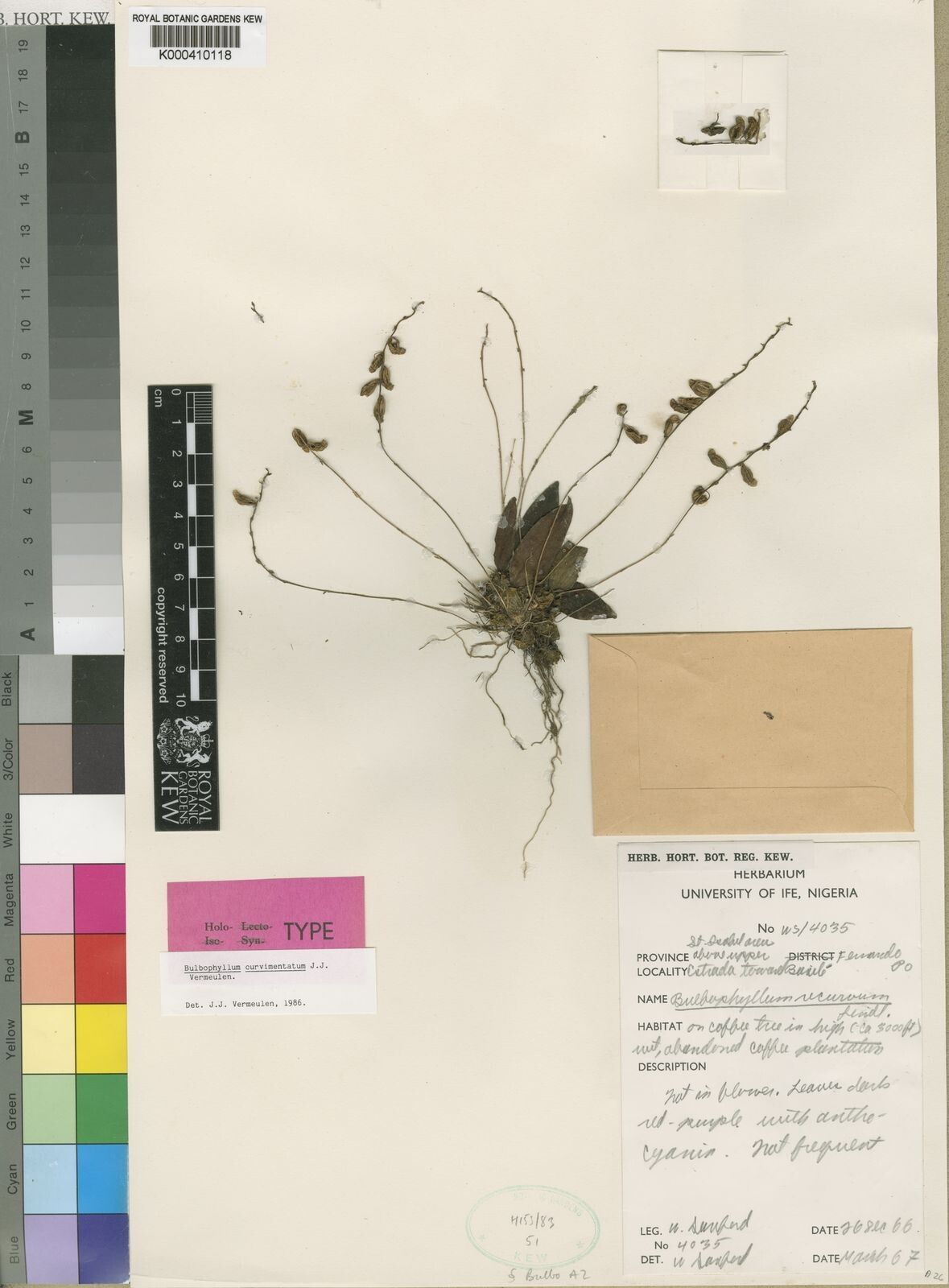 Bulbophyllum curvimentatum — houseplant care guide