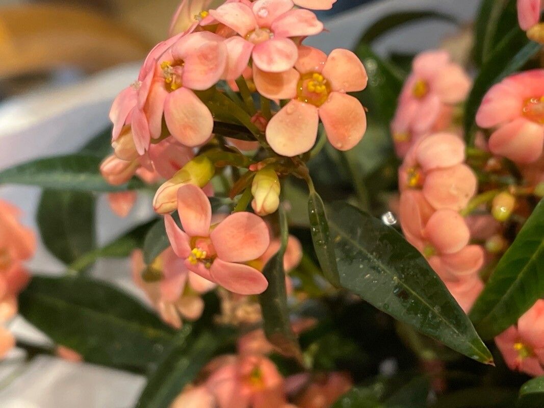 Euphorbia fulgens flower