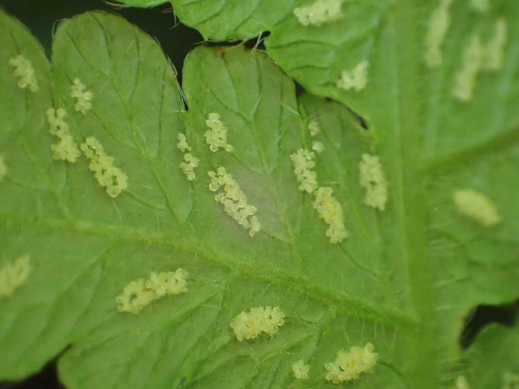 Thelypteris pozoi fruit