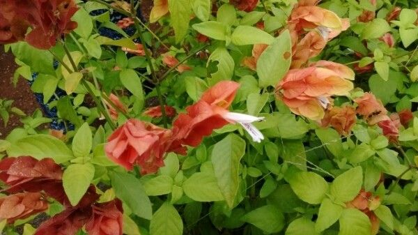 Justicia brandegeana habit