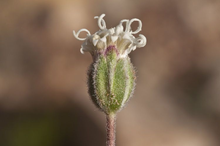 Chamaechaenactis scaposa flower