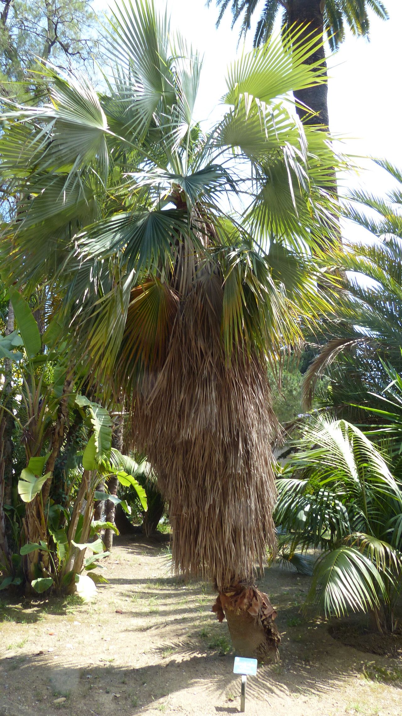 Brahea calcarea — related species from the same genus