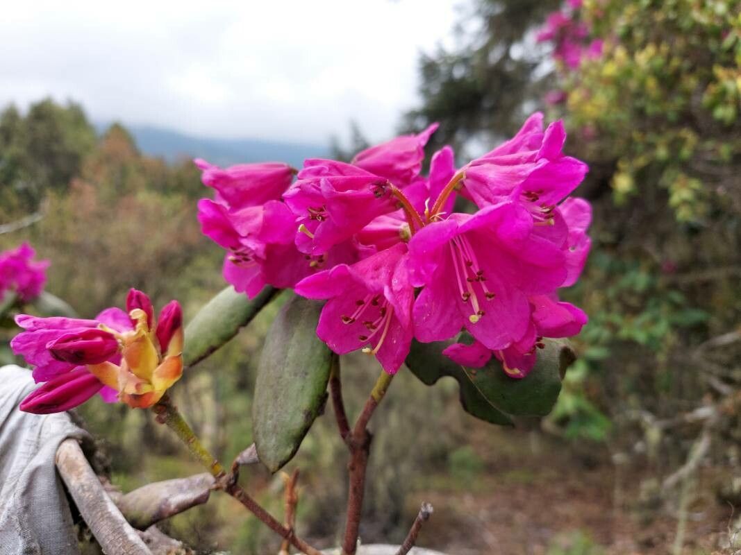 Rhododendron wallichii flower