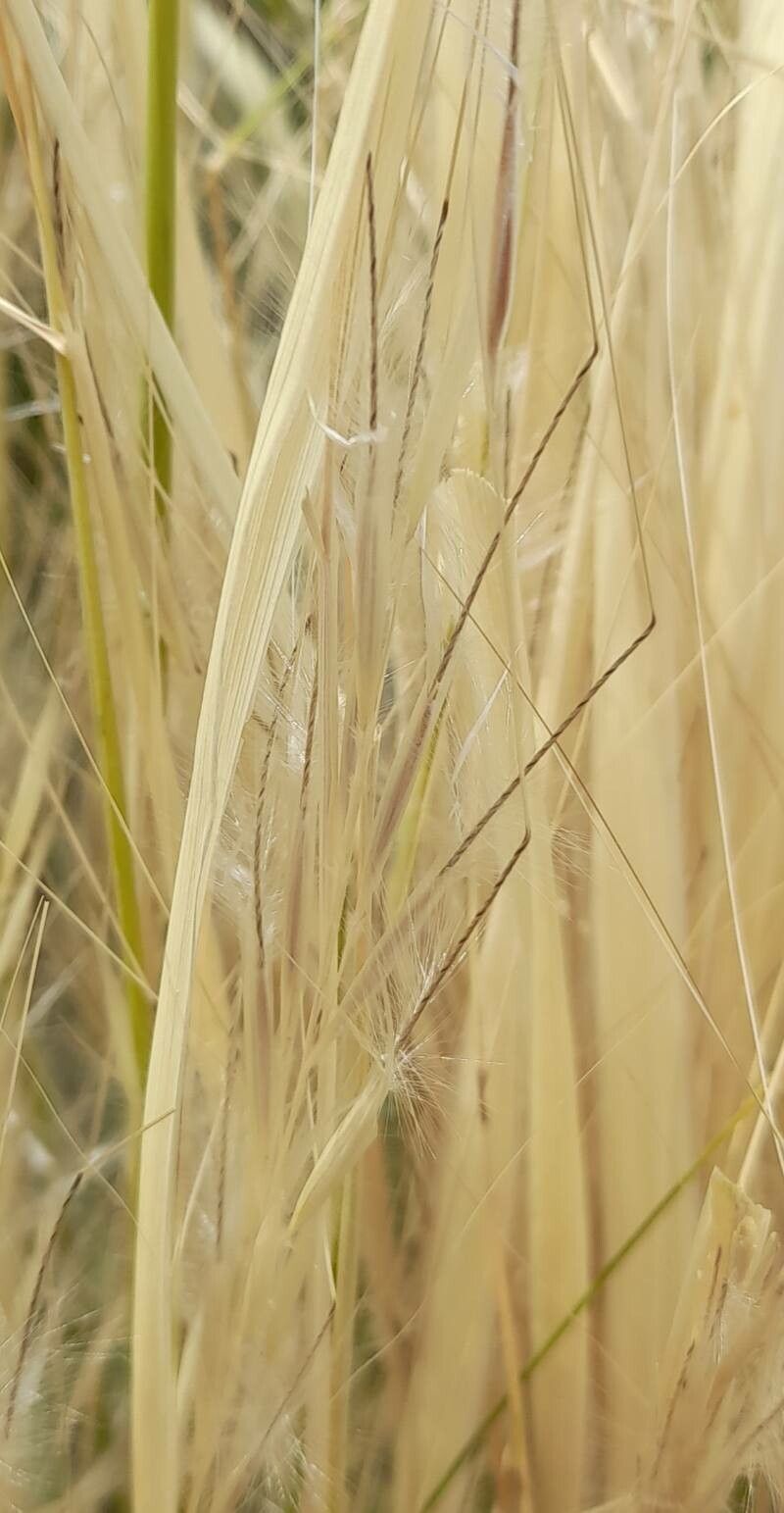 Stipa barrancaensis fruit