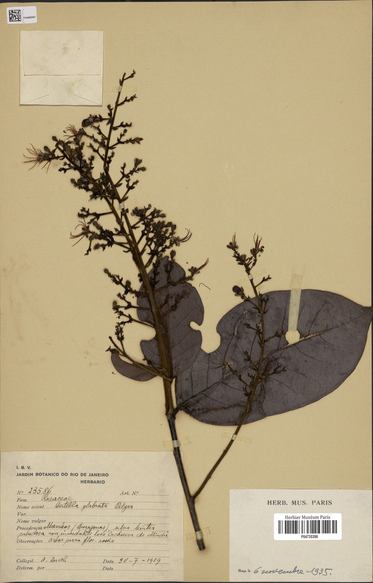 Hirtella glabrata — houseplant care guide