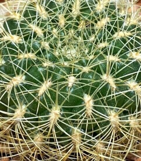 Rebutia mentosa leaf