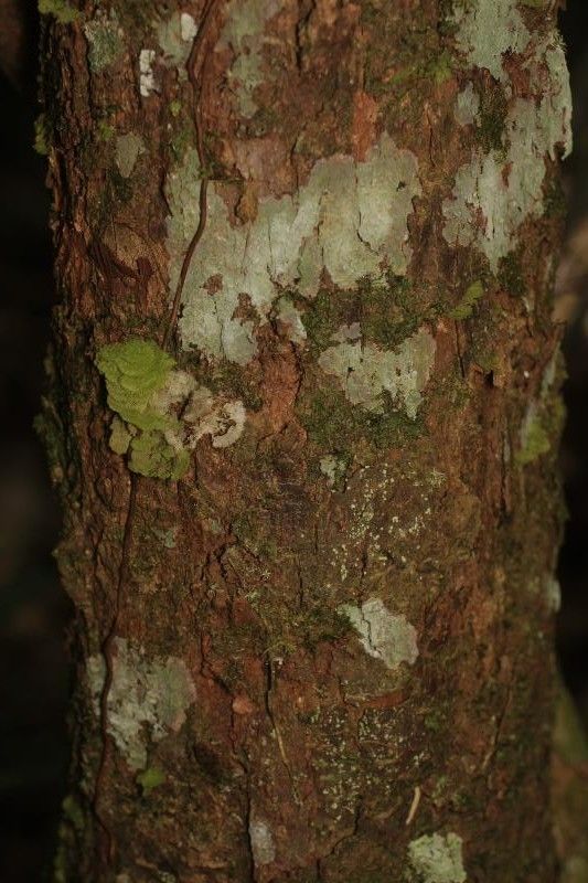Erythroxylum citrifolium bark