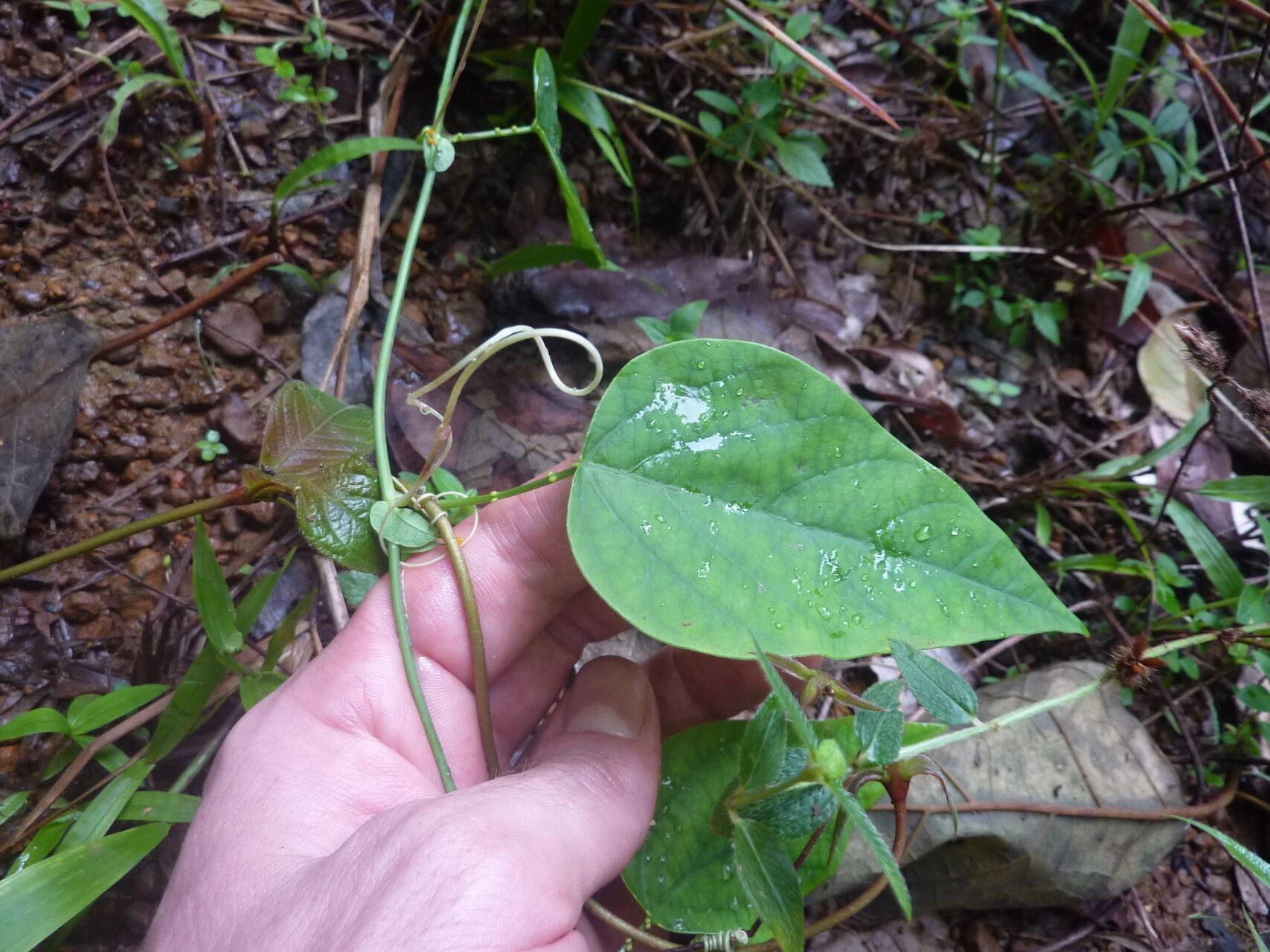 Passiflora retipetala — houseplant care guide