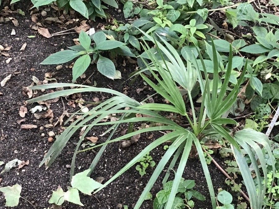 Copernicia alba — related species from the same genus