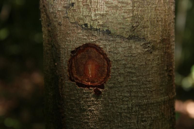 Dacryodes nitens other