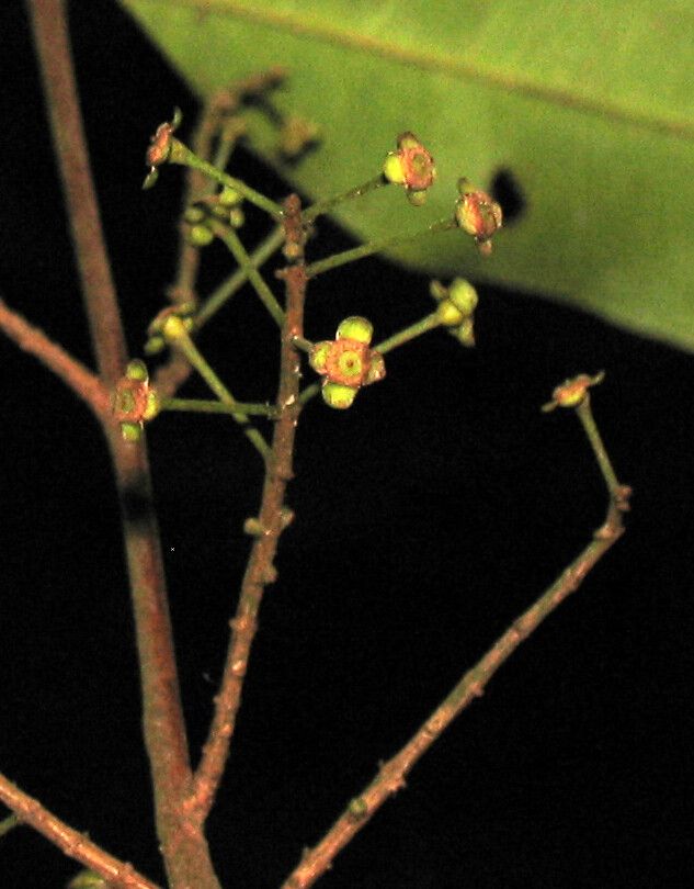 Eugenia densiracemosa flower
