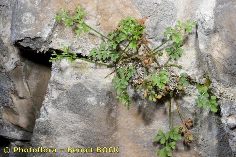 Asplenium x javorkae habit