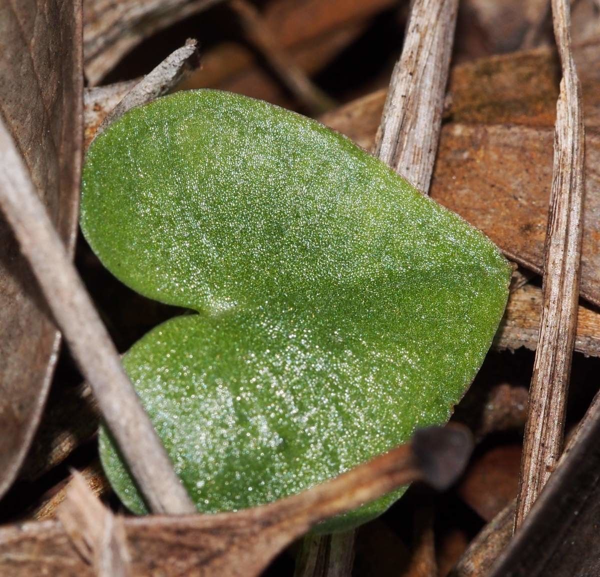 Acianthus halleanus — houseplant care guide