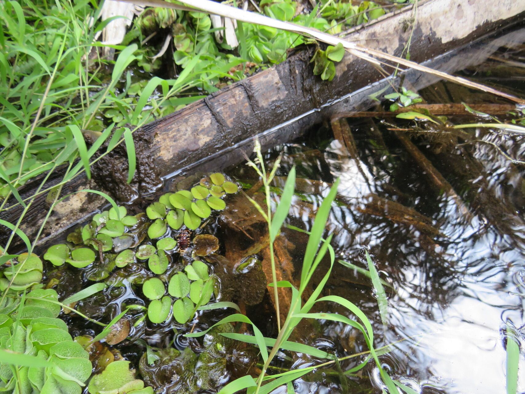 Leersia perrieri habit