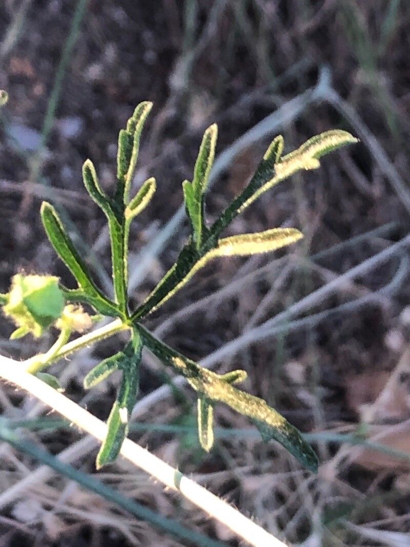 Malva tournefortiana — search result for 'Alcea'