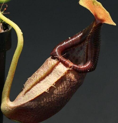 Nepenthes ovata — search result for 'Nepenthes'