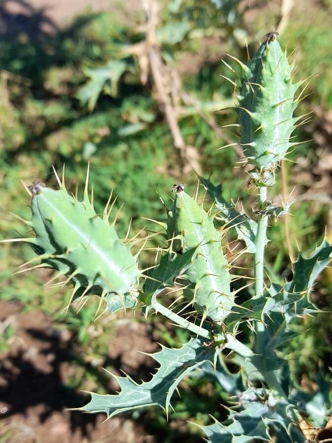 Argemone subfusiformis fruit