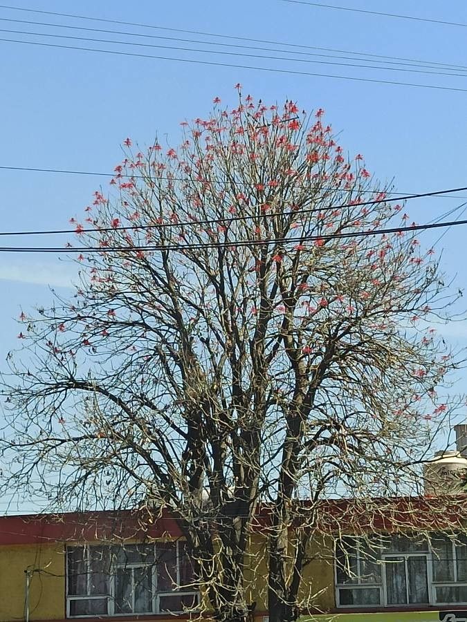 Erythrina coralloides habit