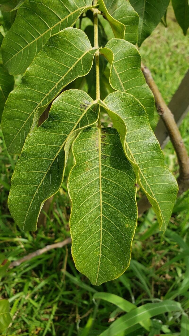 Astronium fraxinifolium leaf