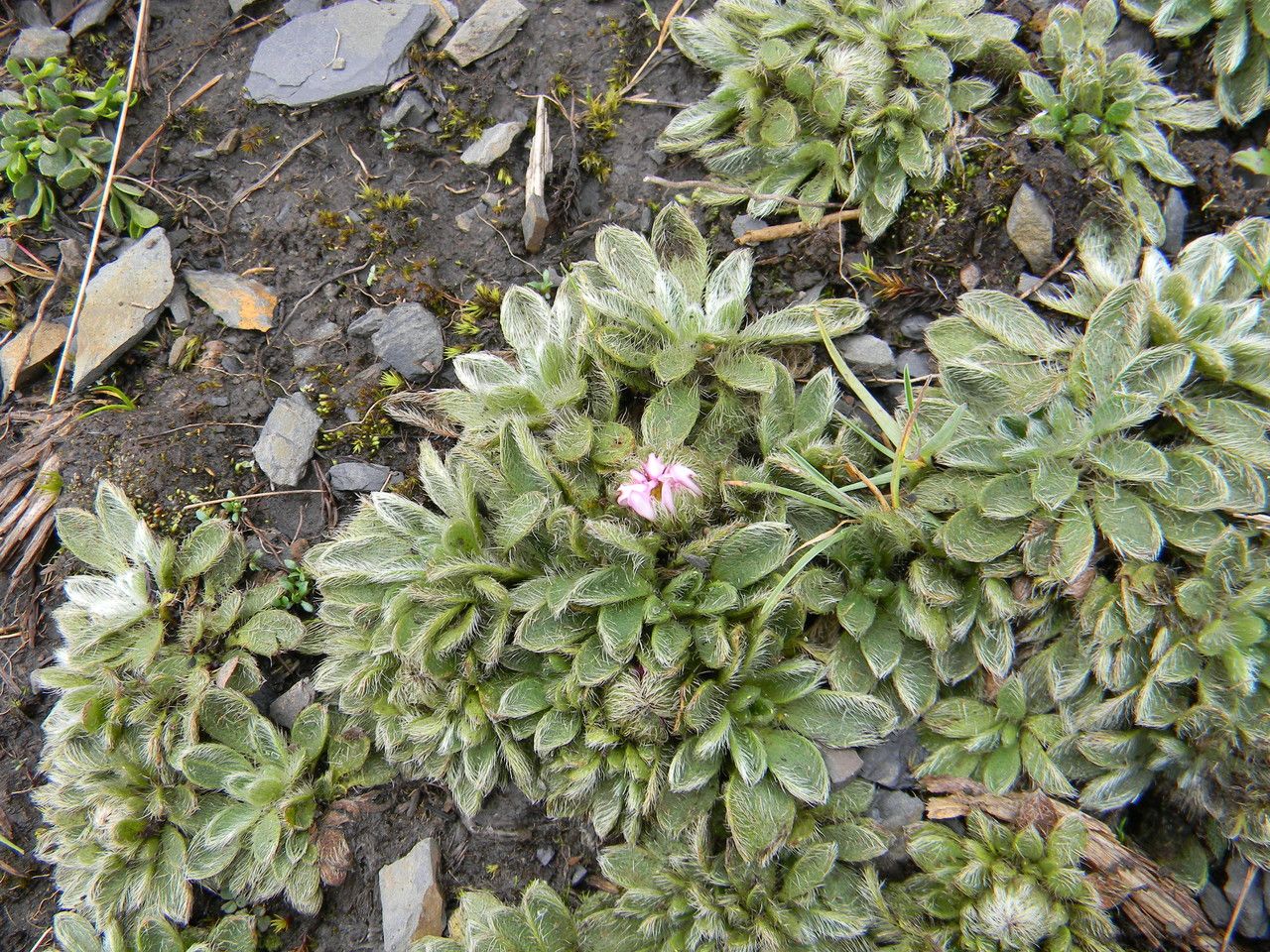 Misbrookea strigosissima — houseplant care guide