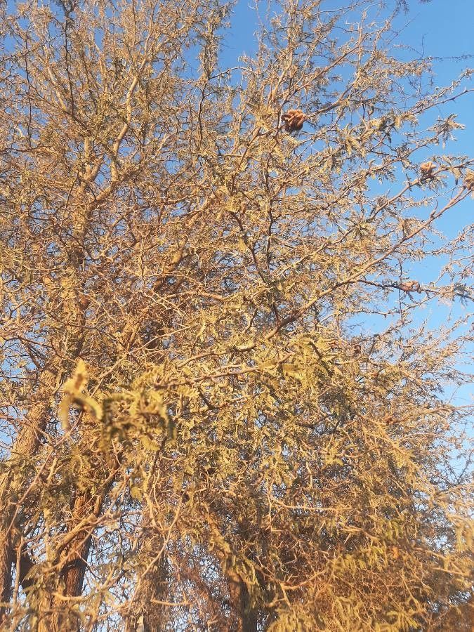 Prosopis tamarugo — search result for 'Prosopis'