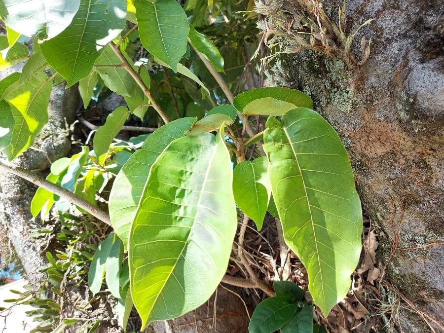 Ficus citrifolia — search result for 'Ficus'