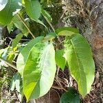 Ficus citrifolia