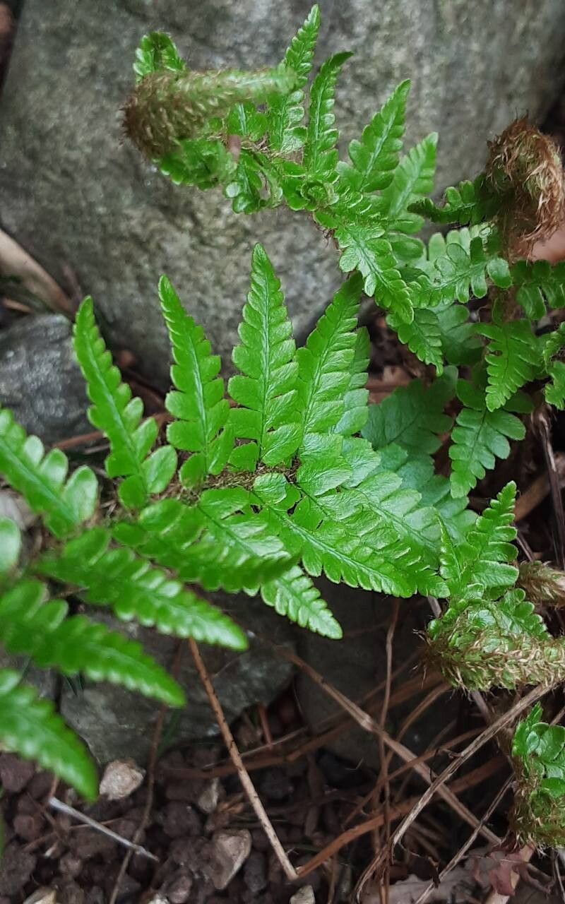 Dryopteris cambrensis — search result for 'Dryopteris'