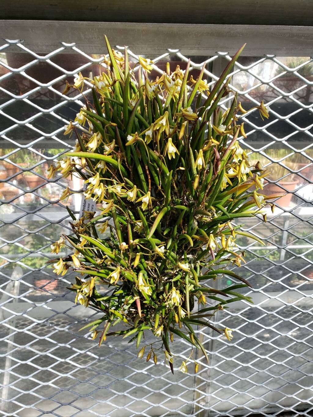 Dendrobium striolatum habit