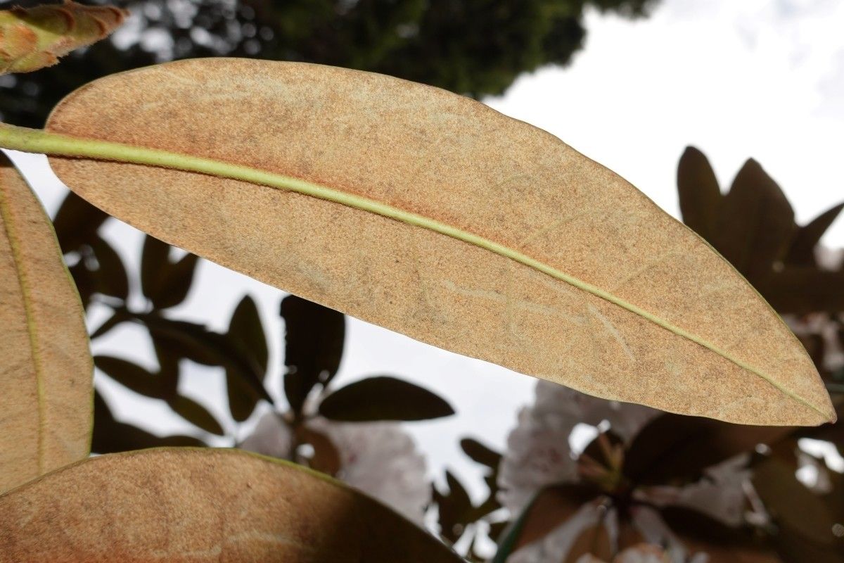 Rhododendron galactinum — houseplant care guide