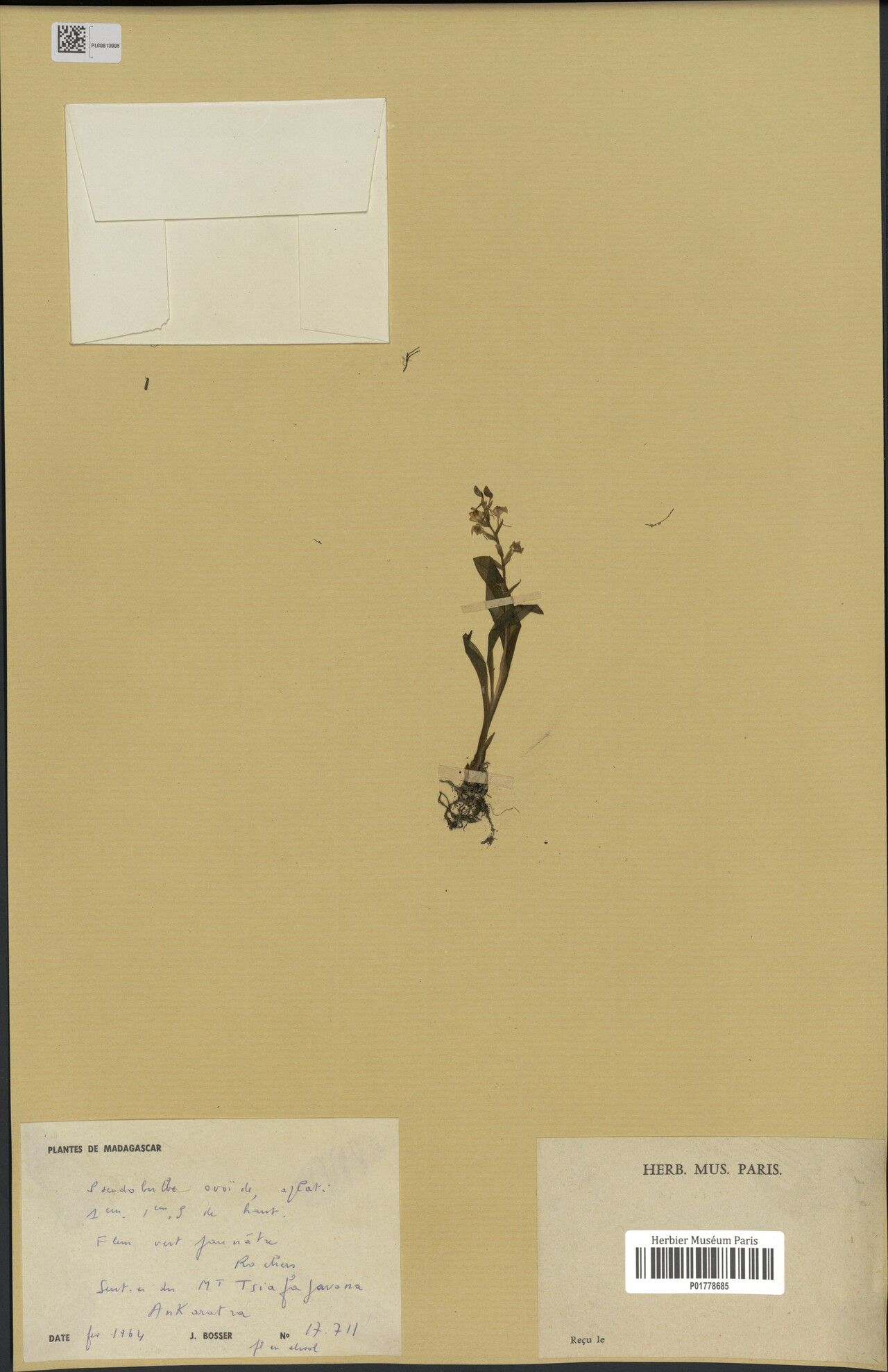 Liparis bathiei — related species from the same genus