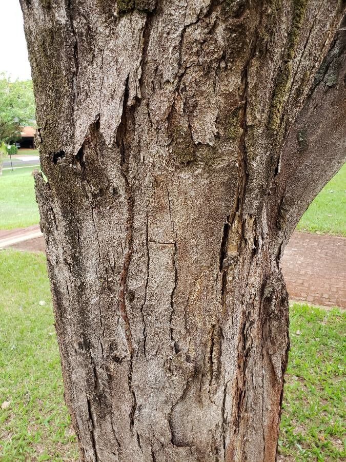 Acacia muricata bark