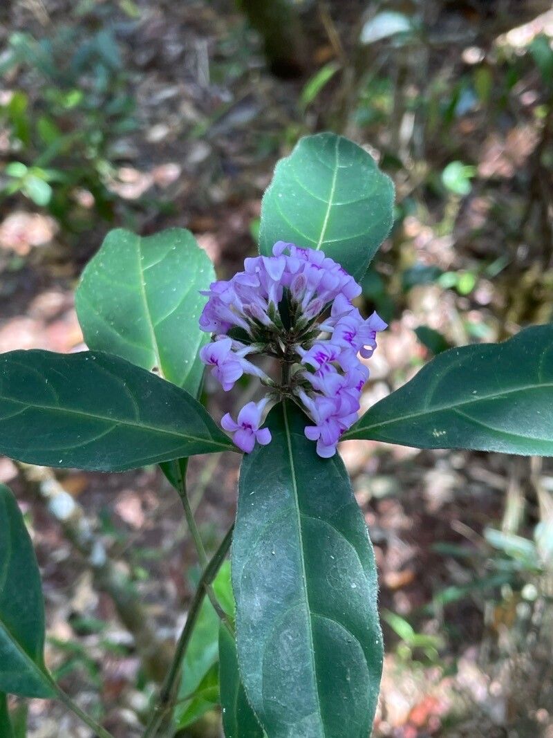 Palicourea colorata — houseplant care guide