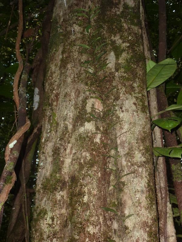 Micropholis trunciflora bark