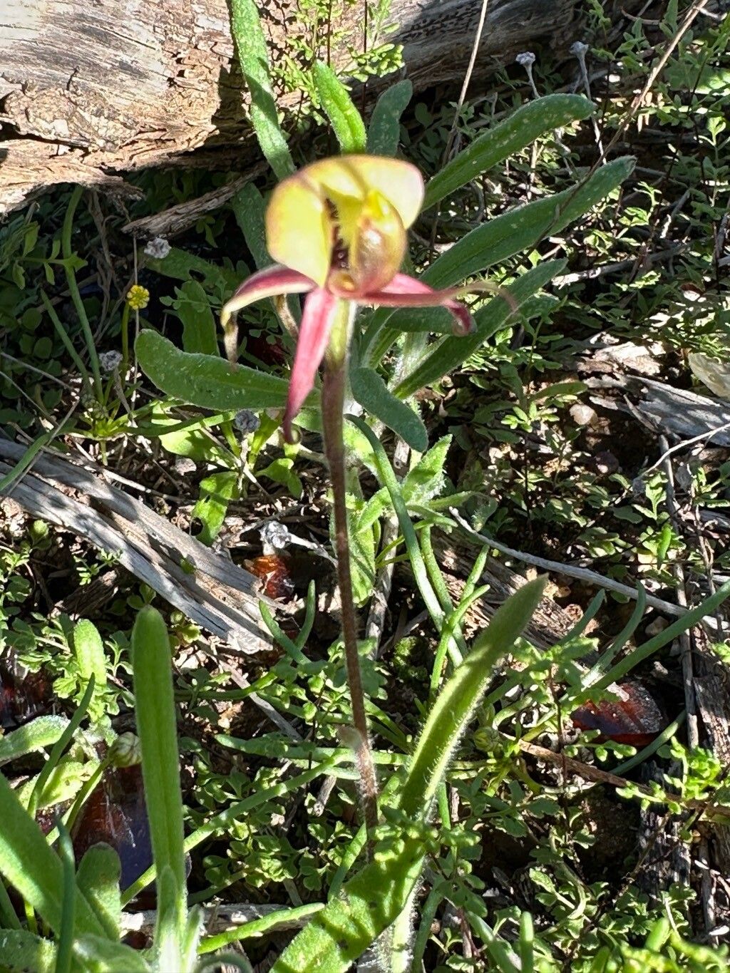 Caladenia roei — houseplant care guide