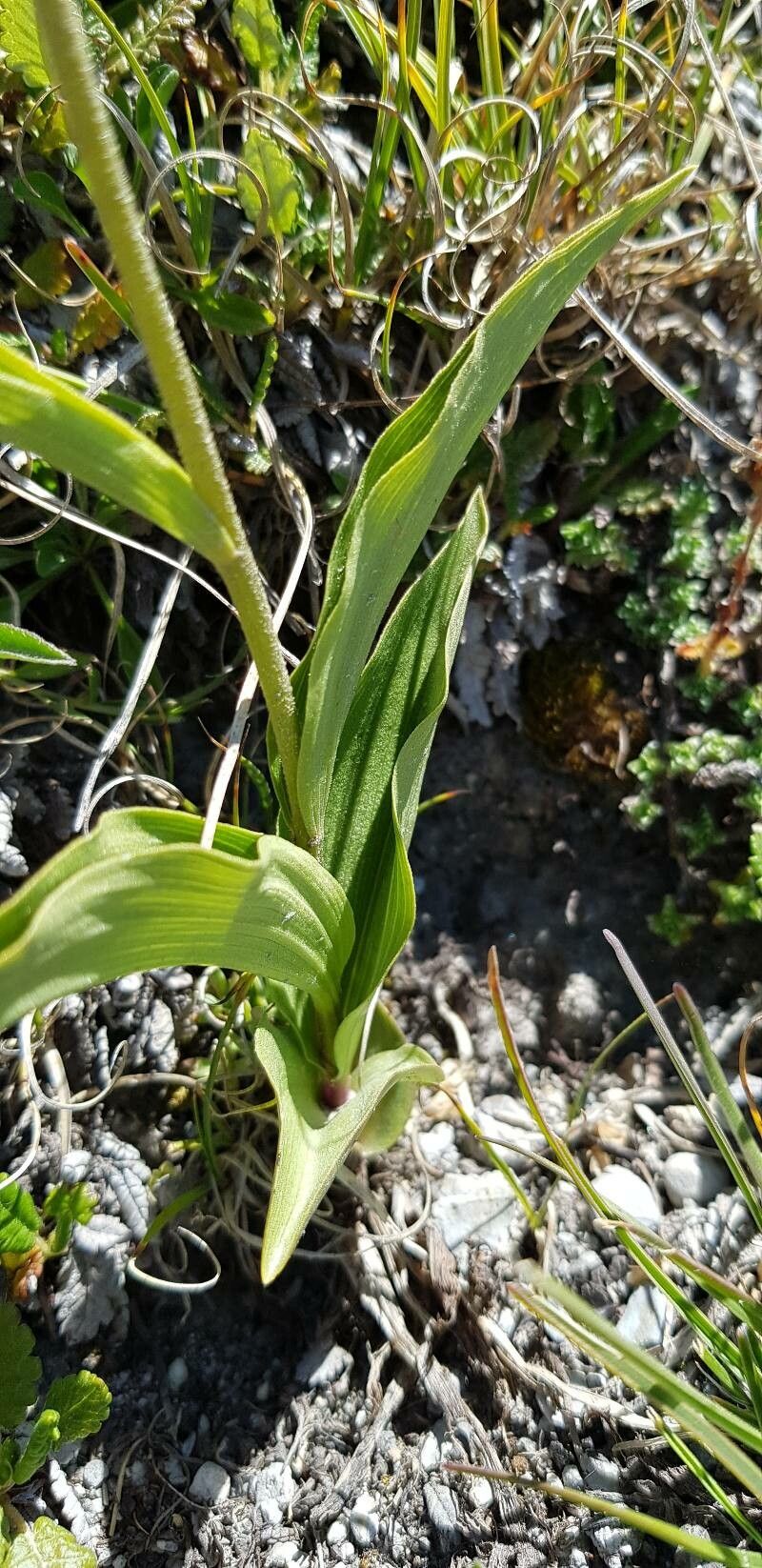 Epipactis atrorubens leaf