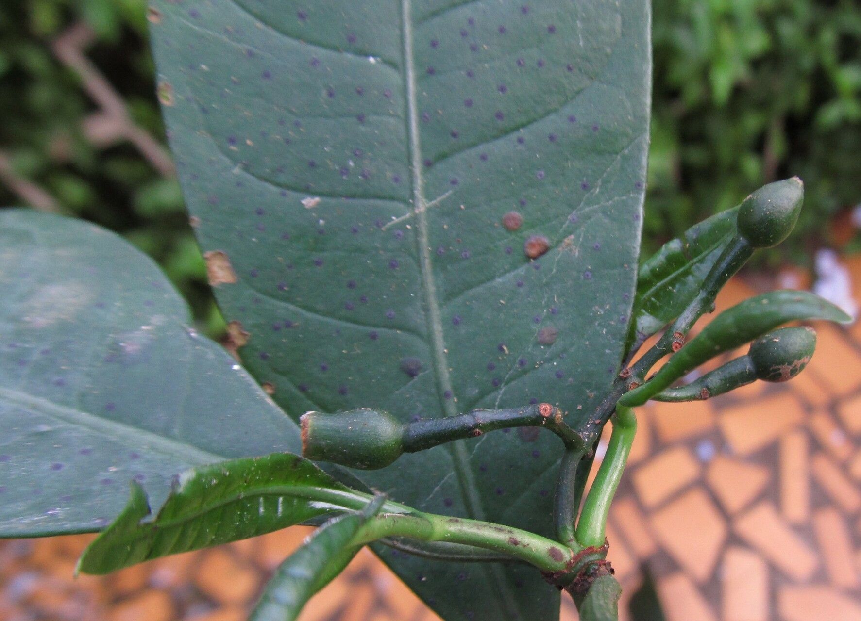 Psychotria senterrei fruit