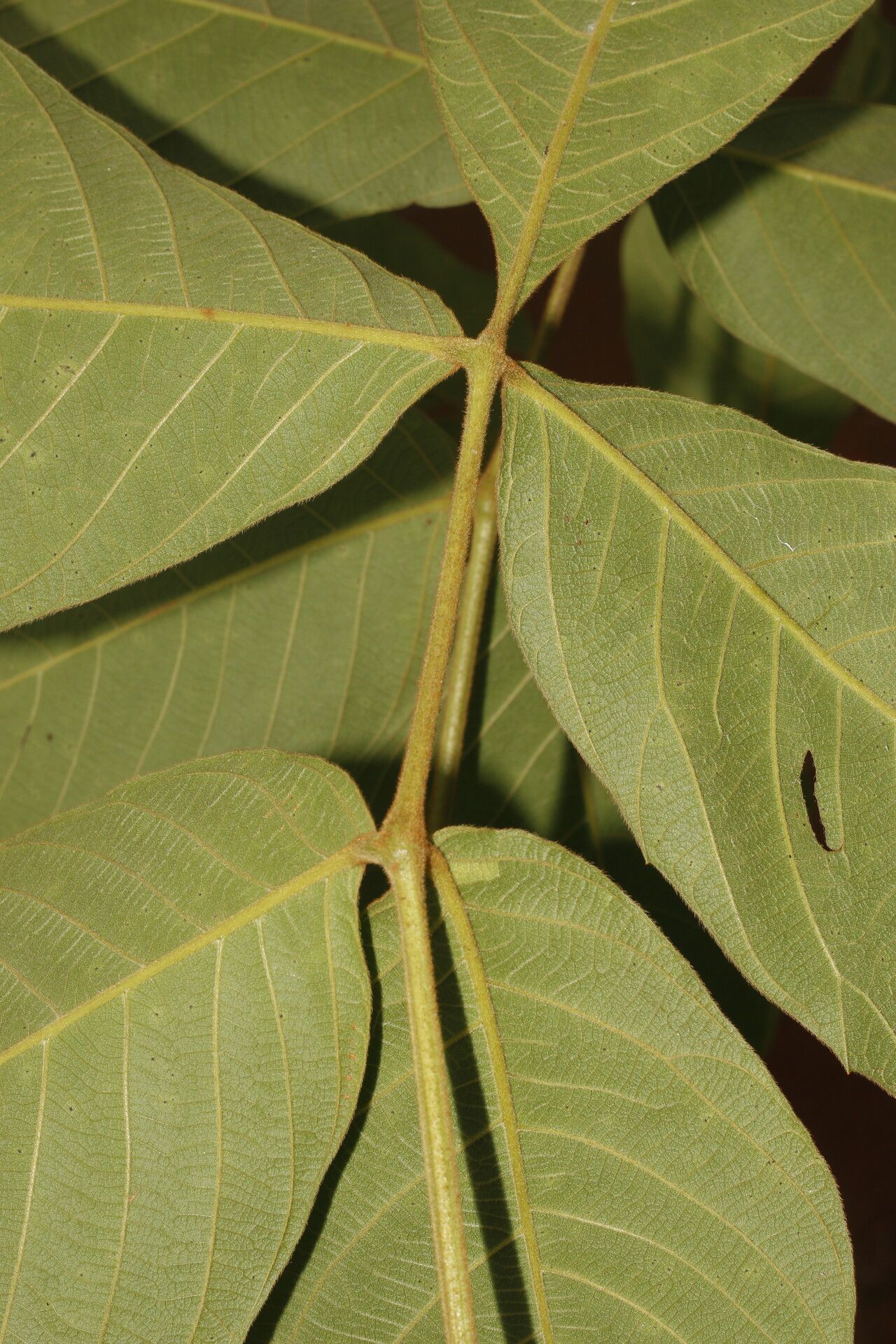 Paullinia bracteosa — search result for 'Paullinia'