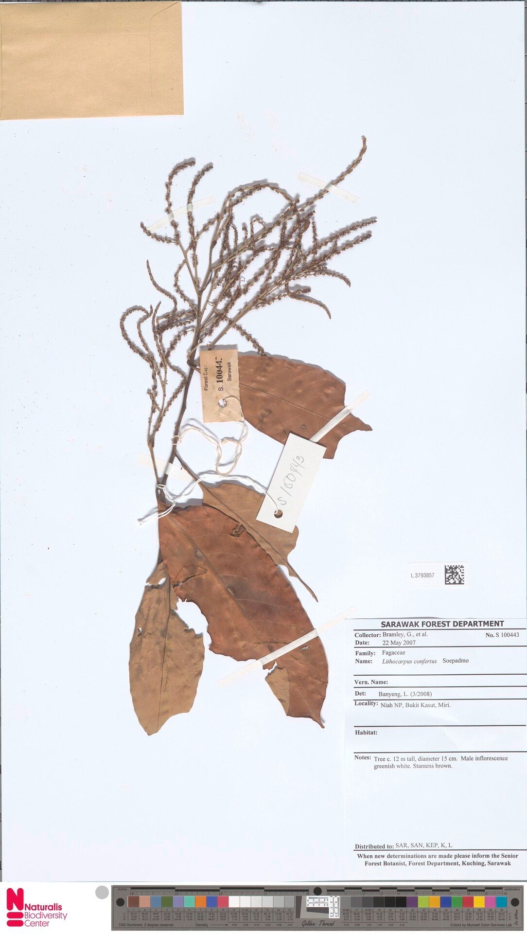 Lithocarpus confertus — search result for 'Lithocarpus'