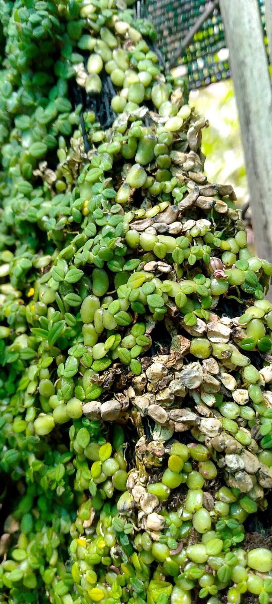 Bulbophyllum insolitum habit