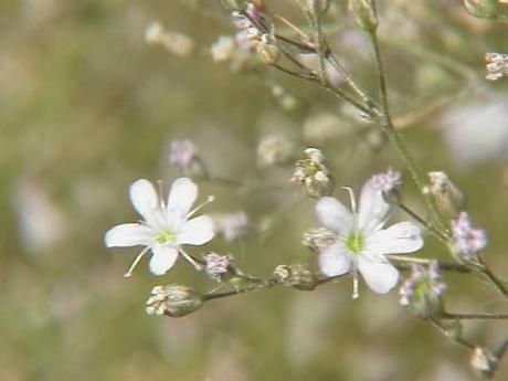 Gypsophila acutifolia — related species from the same genus