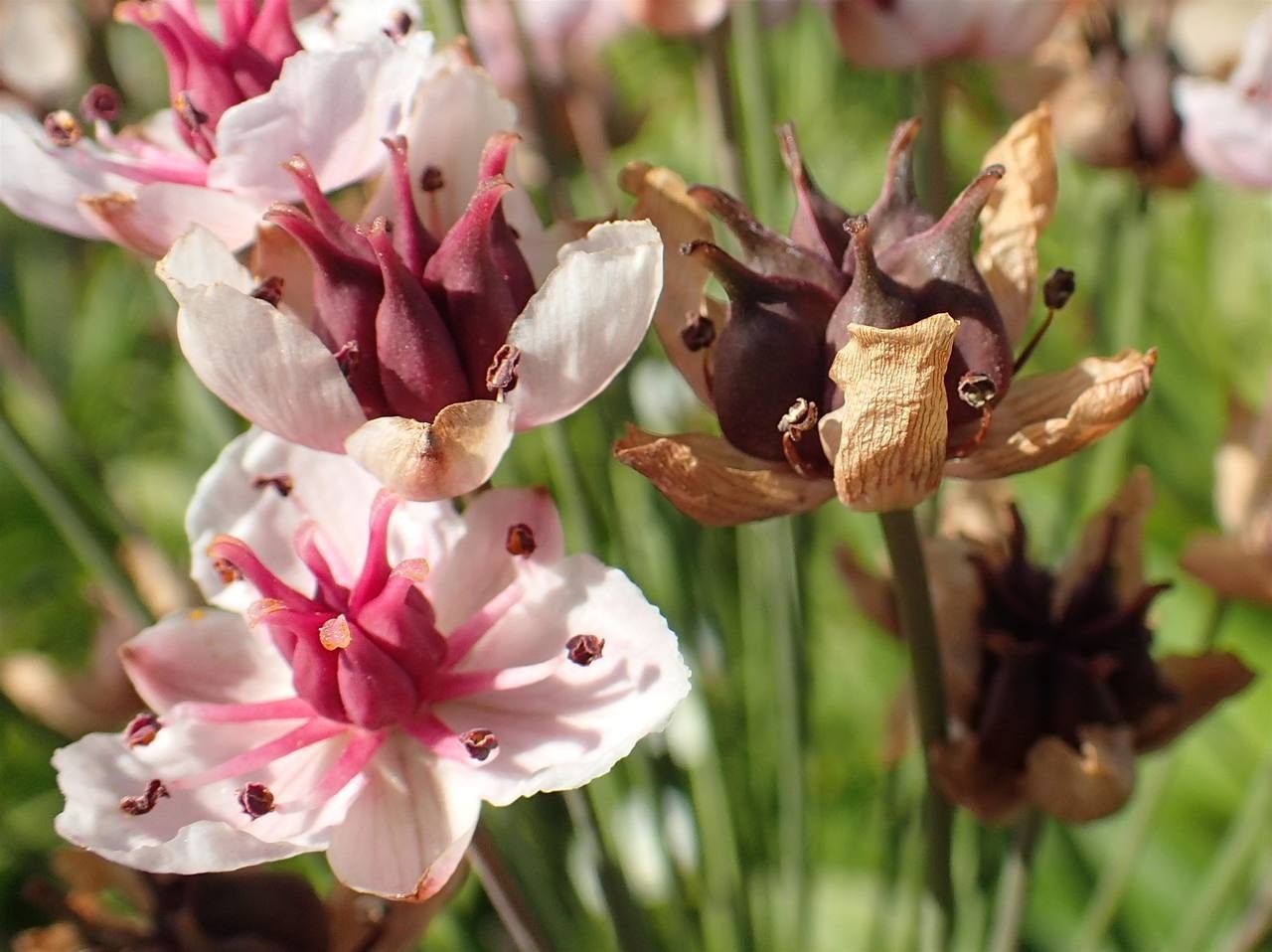 Butomus umbellatus fruit