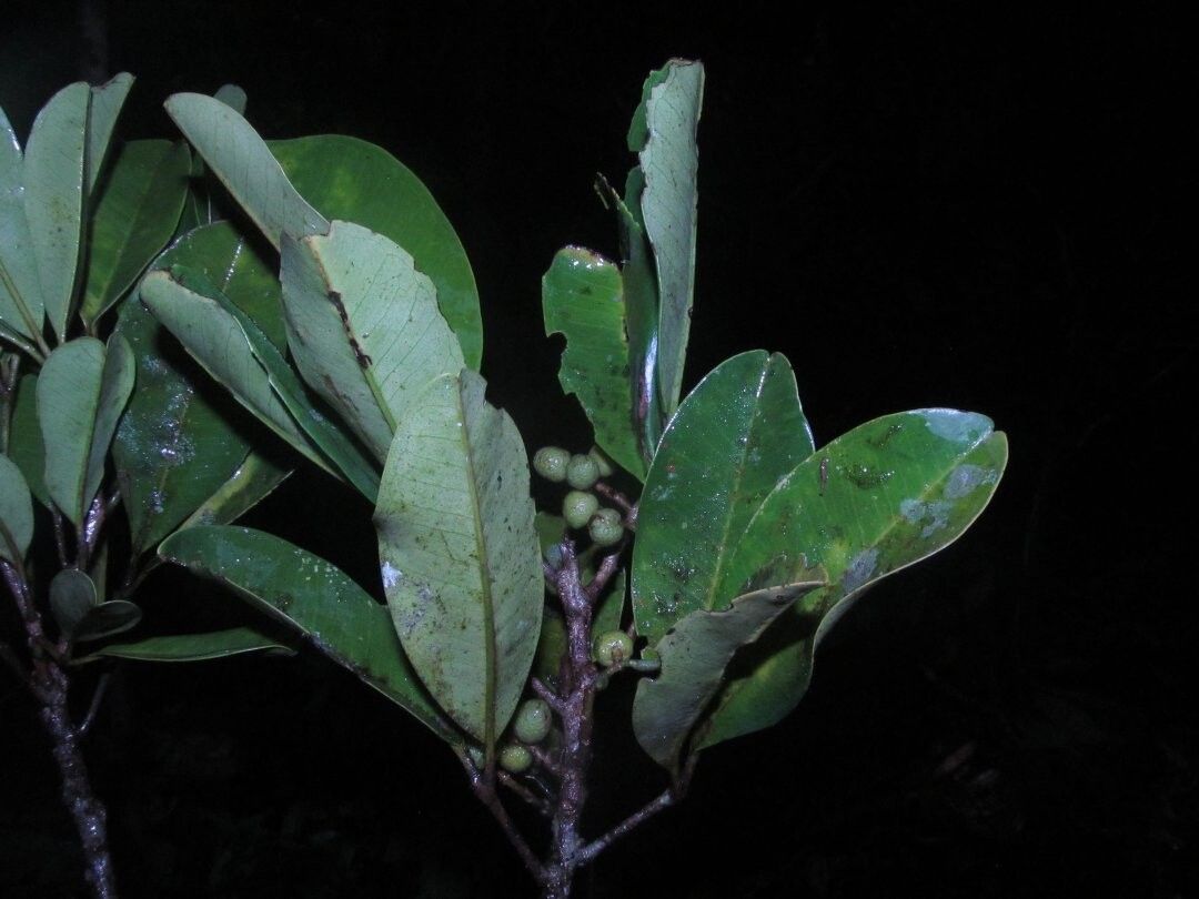 Vepris aralioides — related species from the same genus