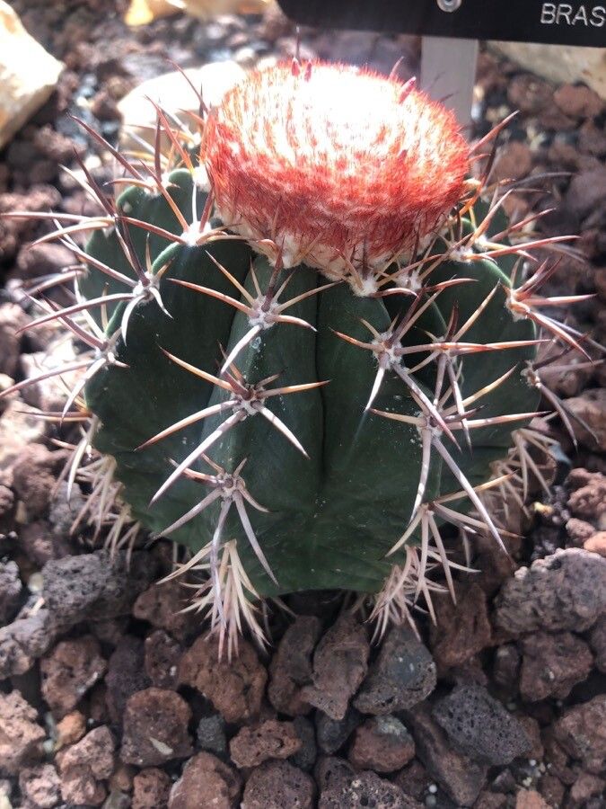 Melocactus violaceus — houseplant care guide