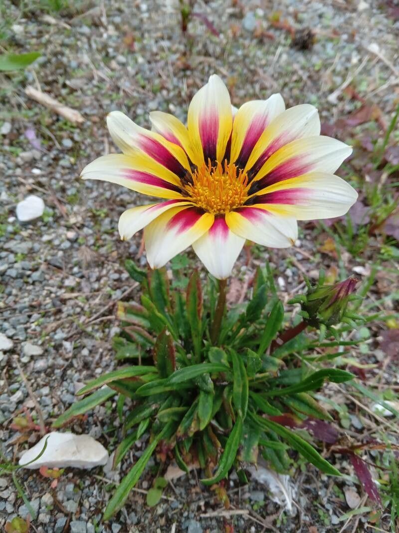 Gazania rigens var. uniflora x linearis habit