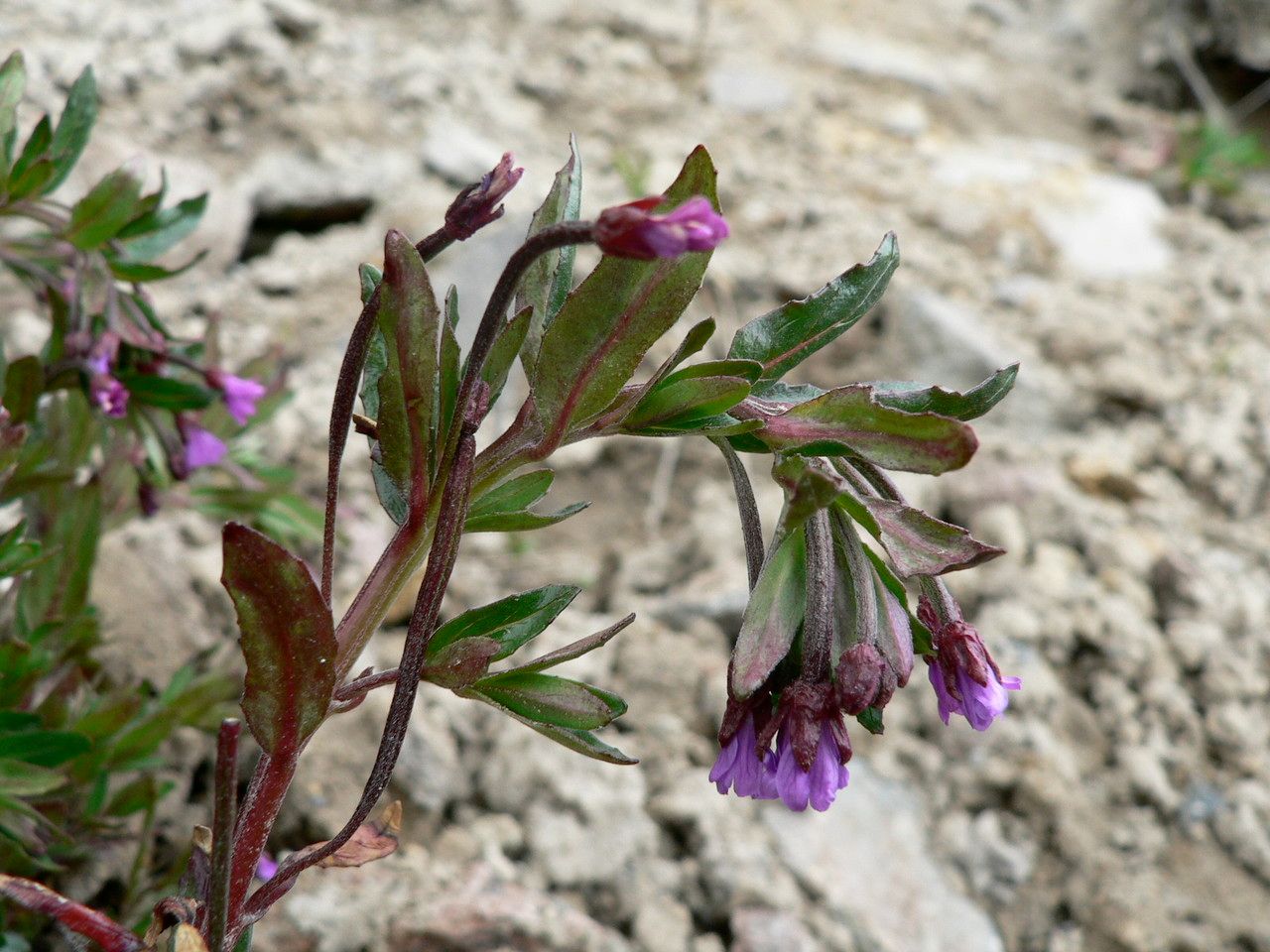 Epilobium denticulatum flower