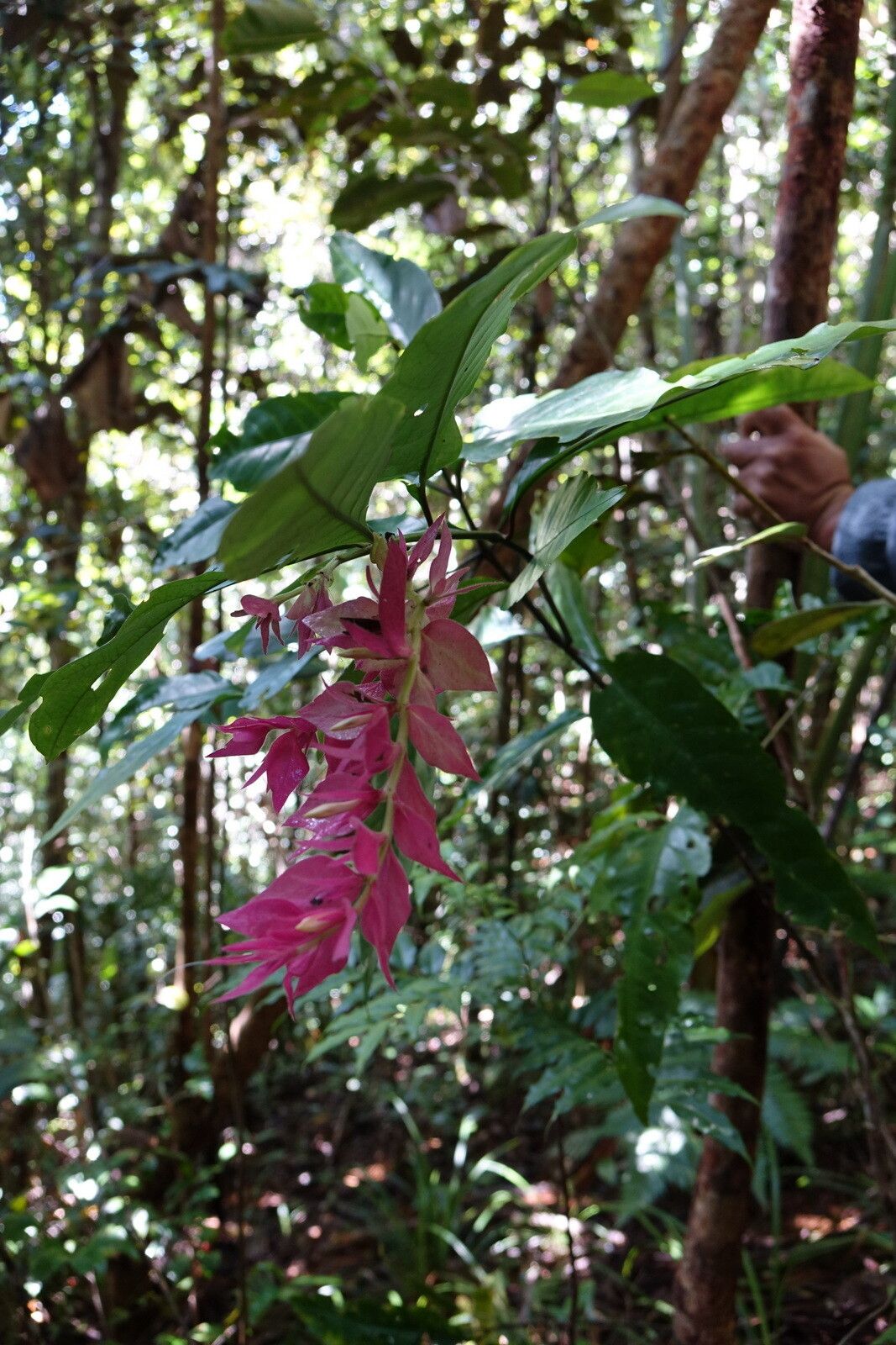 Hypoestes multispicata flower