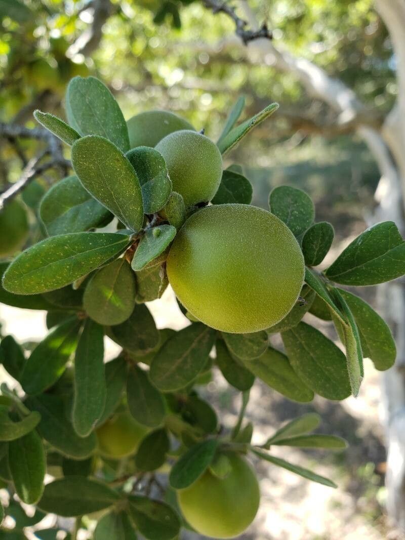 Diospyros texana fruit